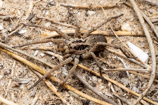 Tecnología wearable en España imagen 3